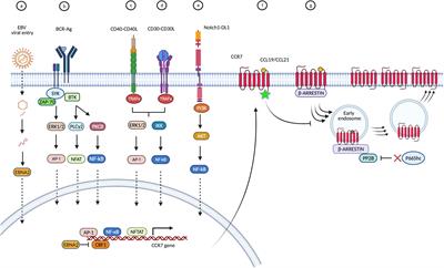 <mark class="highlighted">CCR7</mark> in Blood Cancers – Review of Its Pathophysiological Roles and the Potential as a Therapeutic Target